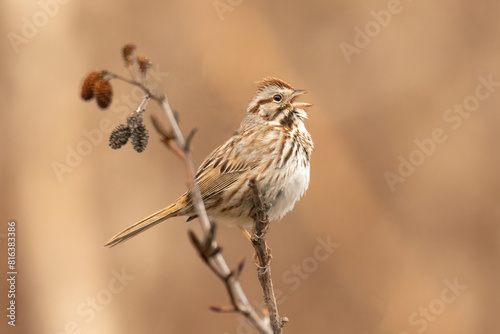 Singing Song Sparrow (Melospiza melodia), belting out its tweets into early spring. This species is an early sight in the season, foraging amongst the newly green vegetation photo