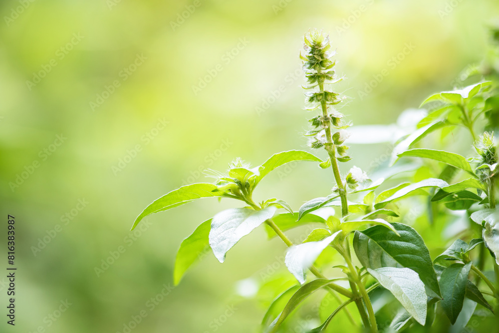 Thai lemon basil branch green leaves and flowers on natural background. Thai lemon basil branch green leaves and flowers on natural background.
