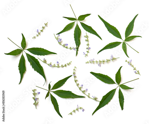 Five leaved chaste tree or Vitex negundo branch green leaf isolated on white background.top view.