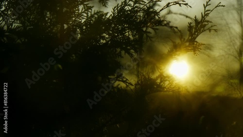 Sunset sunrise through coniferous trees and branches silhouette hand held