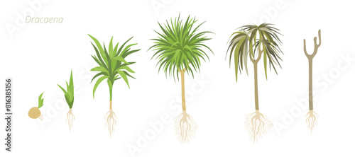 Development stages of Dracaena plant. Caring for house plants. Flower lifecycle.