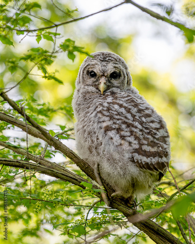Closeup portrait of a barred owlet sitting on a tree branch in spring time