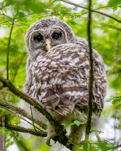 Closeup portrait of a barred owlet sitting on a tree branch in spring time
