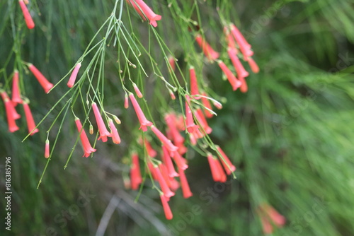 Flowered Bush