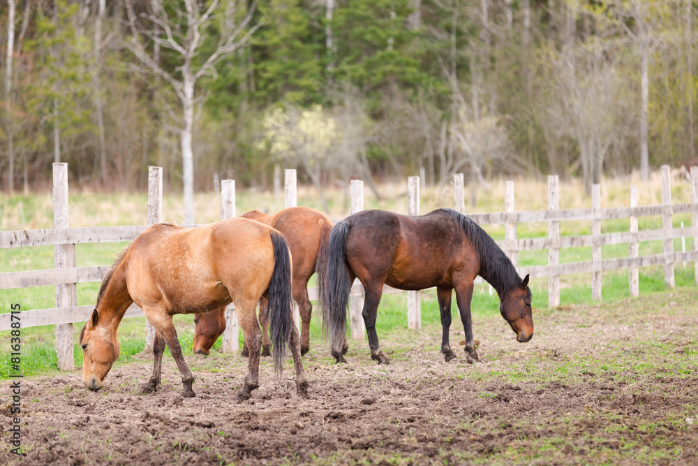 Equine Tranquility: Grazing Horses in Spring Field Equine Tranquility: Grazing Horses in Spring Field