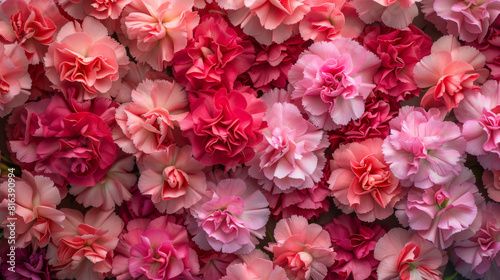 A dense, colorful background filled with varying shades of pink carnations. © khonkangrua