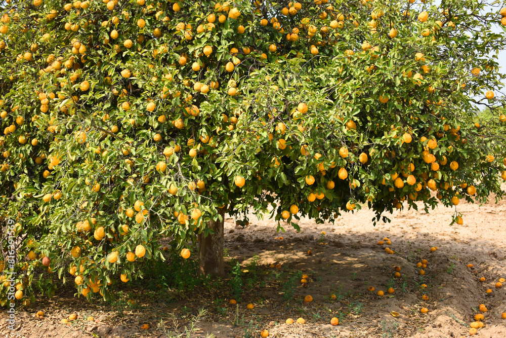 ripe oranges on tree, close-up of a beautiful orange tree with orange, fruit hanging on a tree, Close-up of ripe oranges hanging on a tree in an orange plantation garden, Chakwal, Punjab, Pakistan