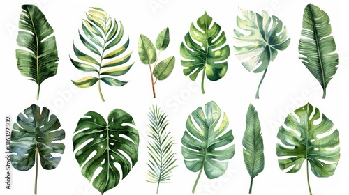 Watercolor set of various jungle plant leaves, each leaf drawn individually to showcase unique details, arranged against a white isolation