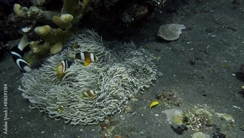 Striped tropical fish hide among the tentacles of an anemone growing at the bottom of the sea.
Orangefin Anemonefish (Amphiprion chrysopterus)15 cm. ID: 2 bluish bars, anterior bar wider. photo