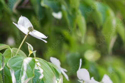 Korean dogwood flower with small flowers blooming surrounded by four white bracts. Cornus kousa photo
