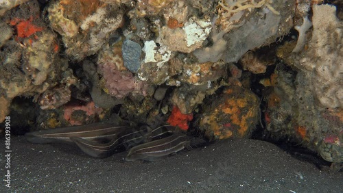 Four striped catfish with long whiskers hid under a rock near the sandy bottom of the sea.
Striped Catfish (Plotosus lineatus Eeltail catfishes) 32 cm. ID: 4 pairs of mouth barbels. photo
