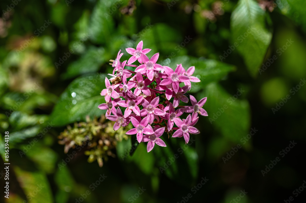 Pink Violet Bouquet with a Green Background. Pink Violet Bouquet with a Green Background.