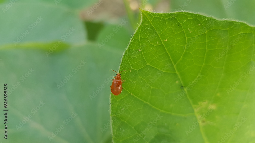 bug on leaf bug on leaf