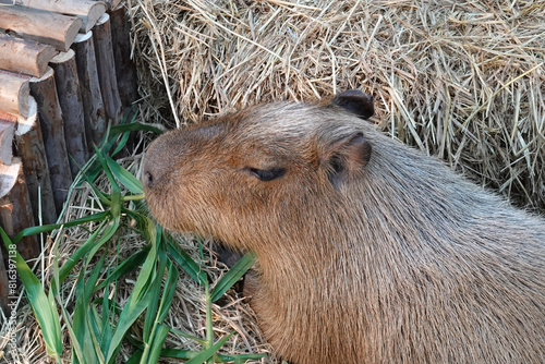 Closeup Capybara eating grass in the park