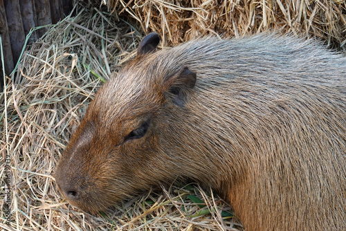 Closeup Capybara eating grass in the park