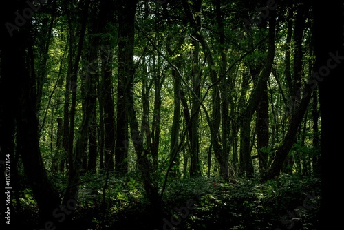 Landscape shot of a dense dark green forest