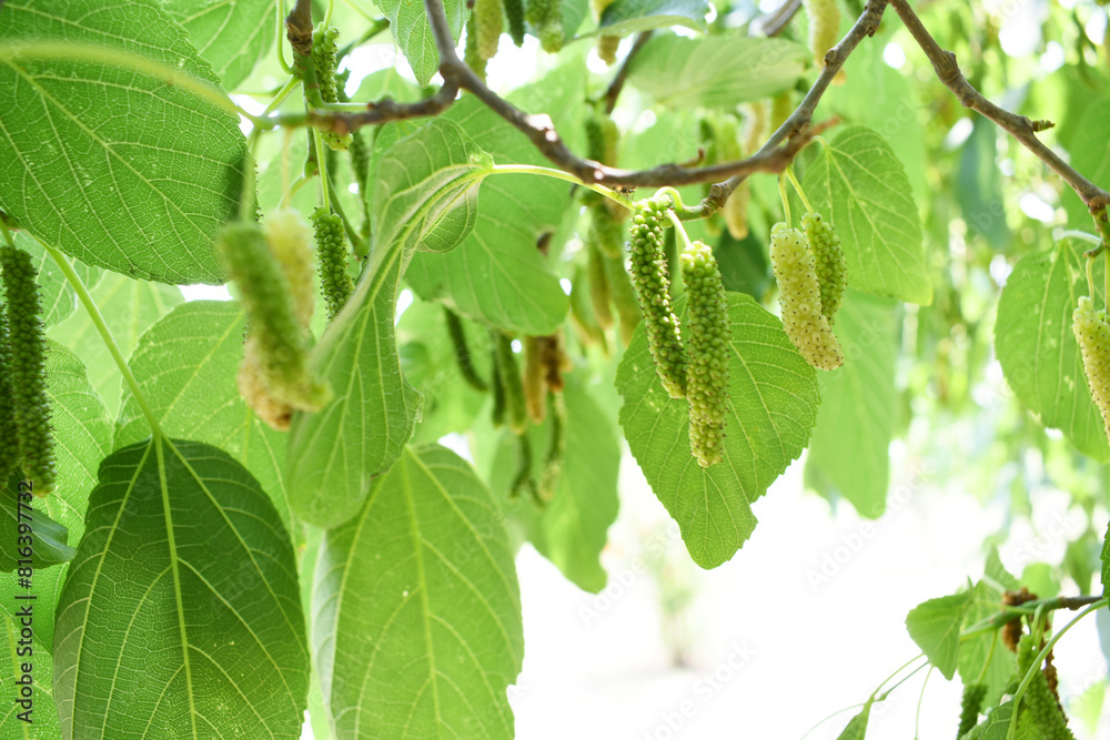 Fresh and organic mulberry fruits. Mulberry tree with ripe fruits in summer, Long mulberry on tree, Organic Delicious Long Mulberries in the garden closeup, Chakwal, Punjab, Pakistan Fresh and organic mulberry fruits. Mulberry tree with ripe fruits in summer, Long mulberry on tree, Organic Delicious Long Mulberries in the garden closeup, Chakwal, Punjab, Pakistan