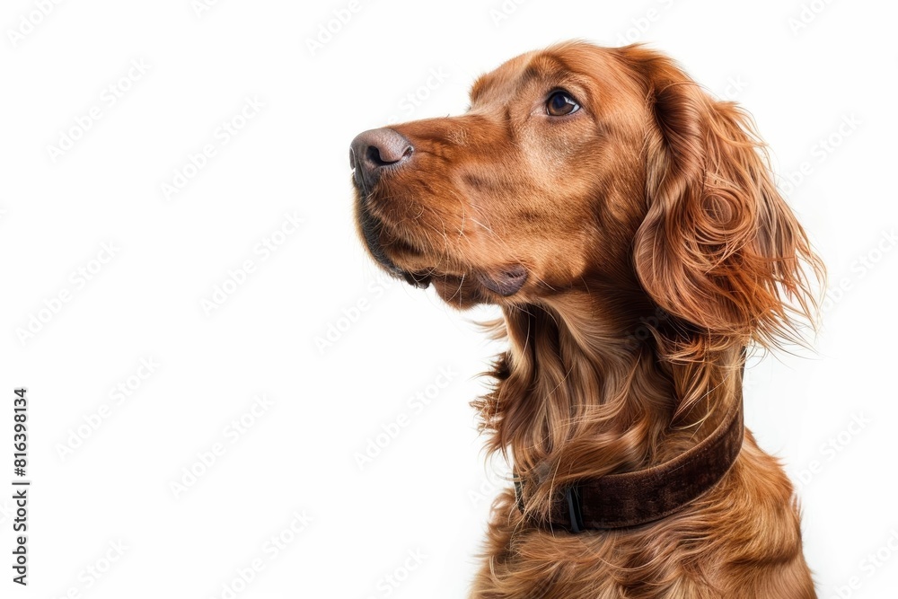 An Irish Setter with a regal posture, wearing a velvet collar, looking noble, isolated on a white background