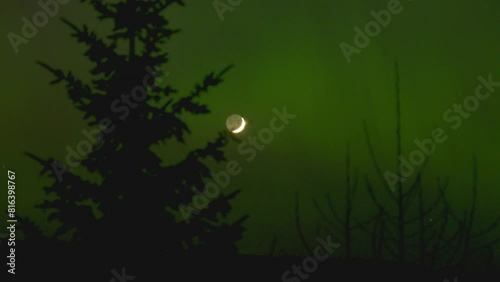 Green boreal aurora with closeup on coniferous tree and moon quebec canada