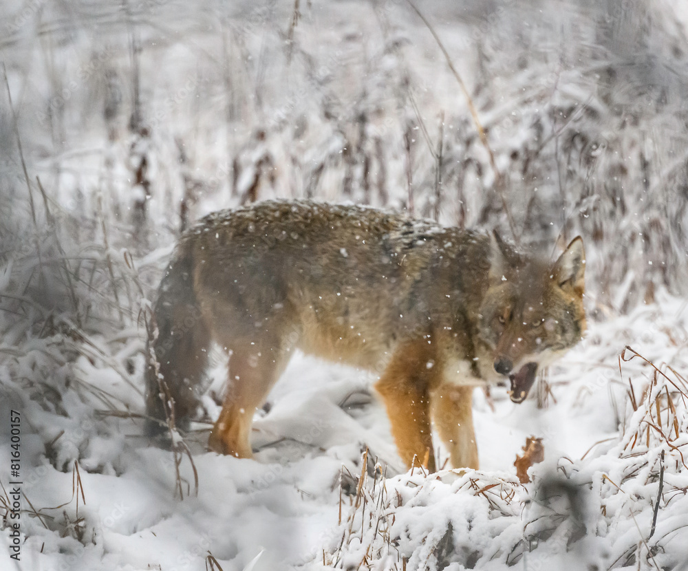 Coyote Hunts in the Wintertime in Illinois Coyote Hunts in the Wintertime in Illinois
