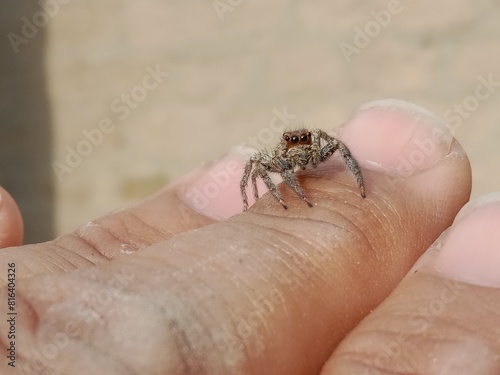 Salticidae or brown and hairy surface jumping spider.Salticidae body pattern photo