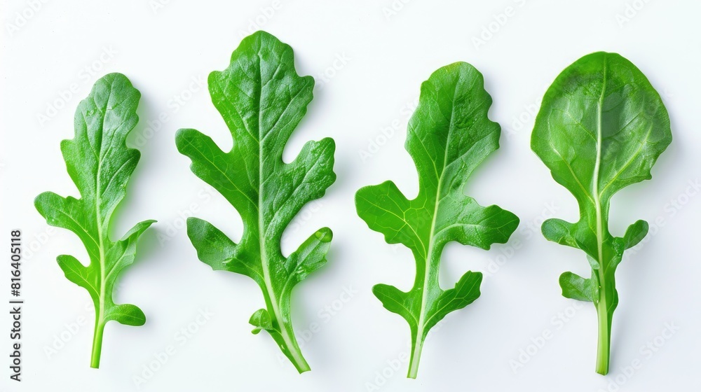 Arugula leaf on white background salad ingredient collection Arugula leaf on white background salad ingredient collection