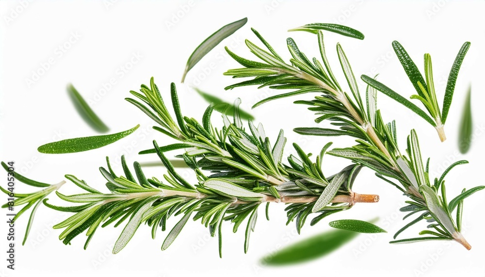 Fresh green rosemary herb falling in the air isolates on white background Fresh green rosemary herb falling in the air isolates on white background