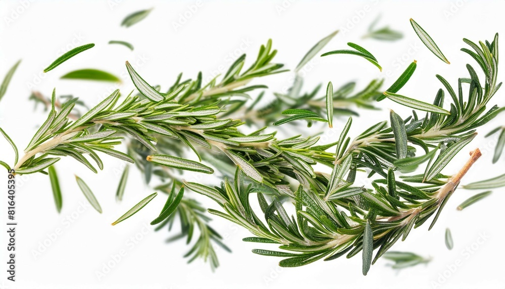 Fototapeta premium Fresh green rosemary herb falling in the air isolates on white background
