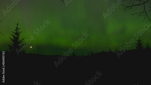 Green boreal aurora with moon coniferous tree and bare tree quebec canada