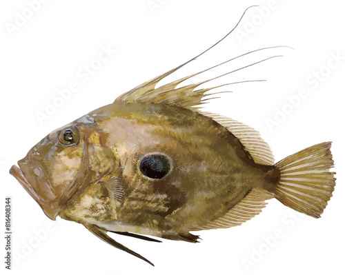 伸びる大口プレデターのマトウダイの魚体リアル調切り抜き白背景イラストレーション。