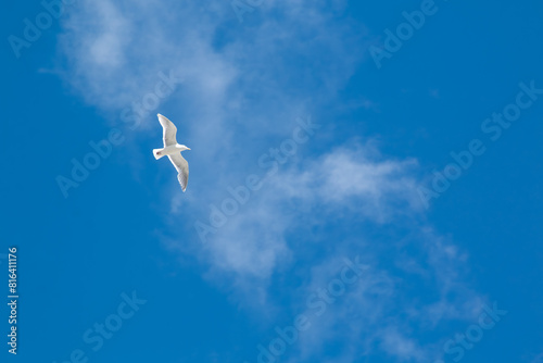 Fototapeta Naklejka Na Ścianę i Meble -  A seagull in flight