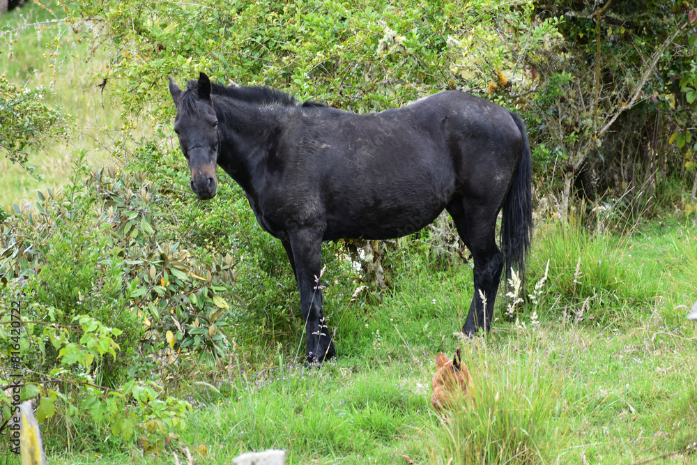 horse in the meadow