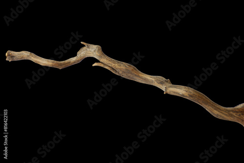 Branch piece of driftwood isolated on black background with clipping path