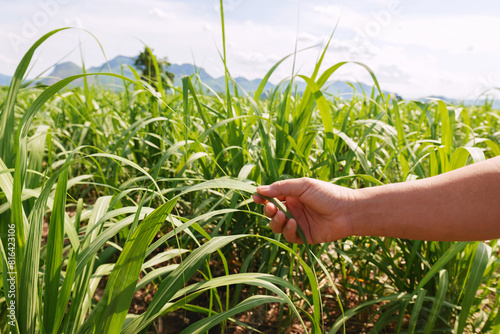 hand is reaching into a field of sugarcane