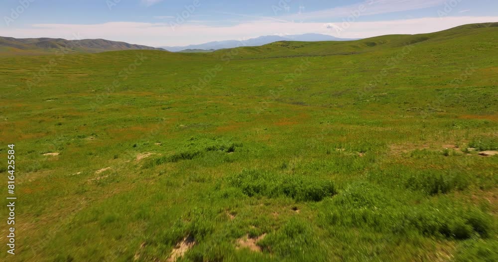 Aerial Drone over California Rolling Landscapes Grasses Carrizo Plain Aerial Drone over California Rolling Landscapes Grasses Carrizo Plain
