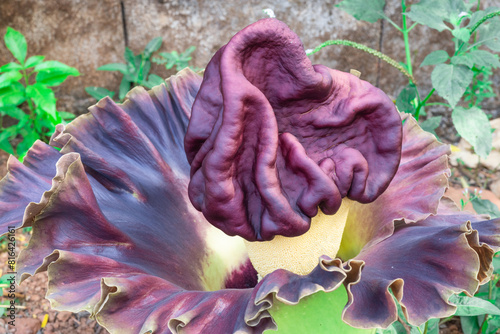 beautiful purple flowers of Amorphophallus paeoniifolius, elephant foot yam or whitespot giant arum, Konjac, Stanleya water-tub, in the garden. photo