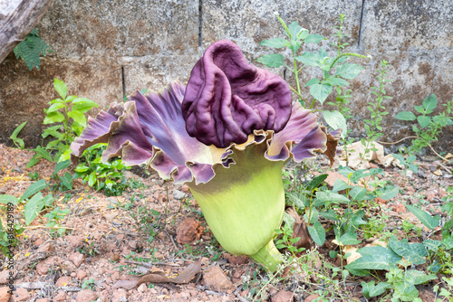 beautiful purple flowers of Amorphophallus paeoniifolius, elephant foot yam or whitespot giant arum, Konjac, Stanleya water-tub, in the garden. photo