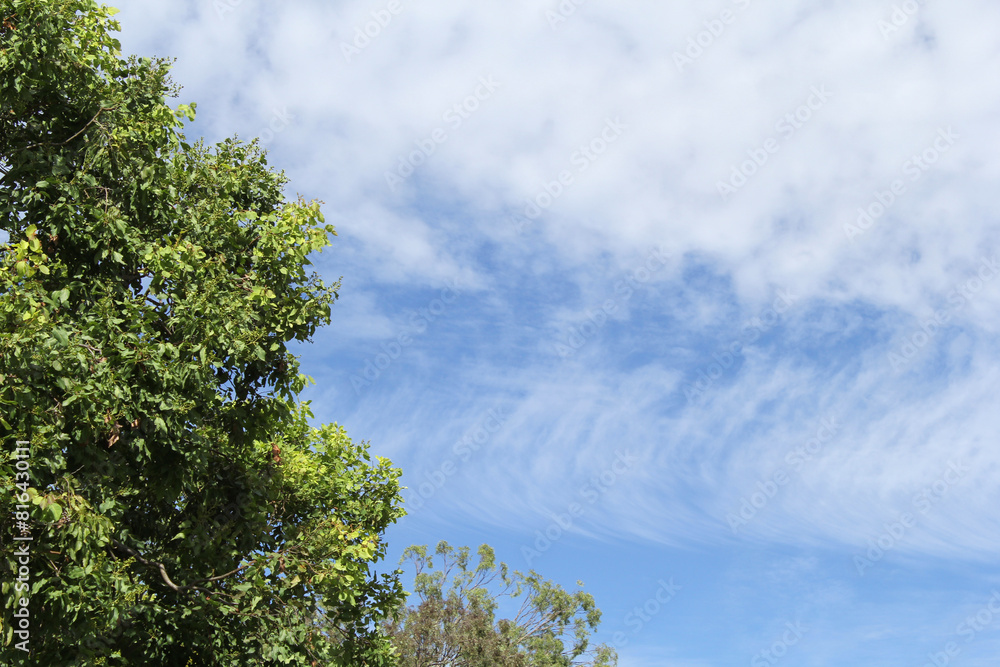 Tree with a blue sky with clouds abstract background Tree with a blue sky with clouds abstract background