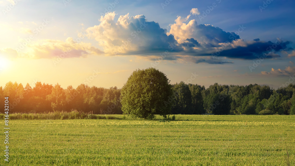 Obraz premium Summer sunny evening in the field and forest. Summer landscape.