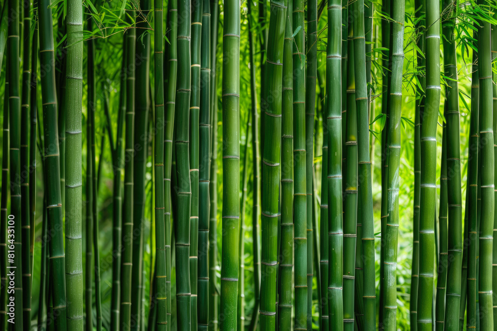 Bamboo Forest In The Form Of A Tourist Photo For Background Created Using Artificial Intelligence Bamboo Forest In The Form Of A Tourist Photo For Background Created Using Artificial Intelligence