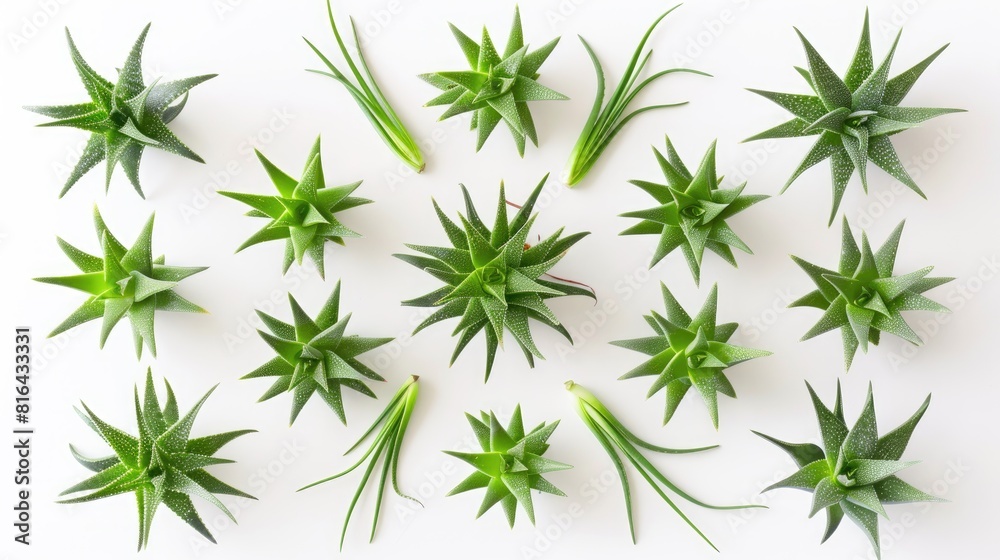 Aloe vera leaves arranged against a white background