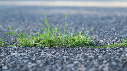 Grass able to thrive amidst asphalt pavements photo