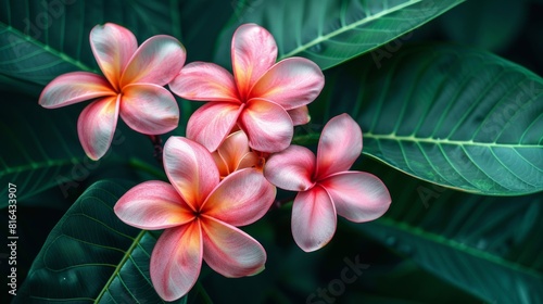 Detailed view of lush Plumeria blooms  focusing on their delicate petals and vibrant colors  set against rich greenery  studio lighting
