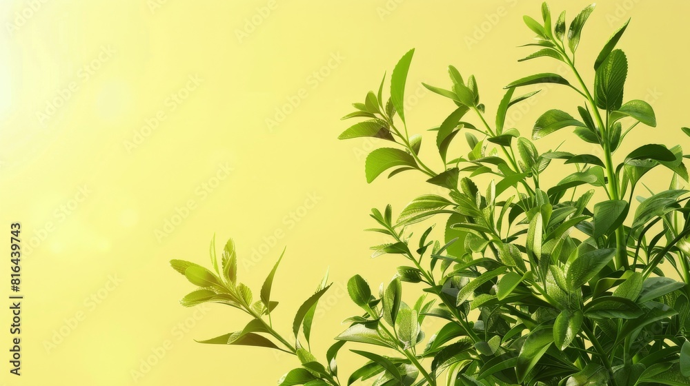 Photorealistic illustration of fresh herbs against a yellow pastel background with copy space for text or logo, beautifully illuminated by studio lighting Photorealistic illustration of fresh herbs against a yellow pastel background with copy space for text or logo, beautifully illuminated by studio lighting