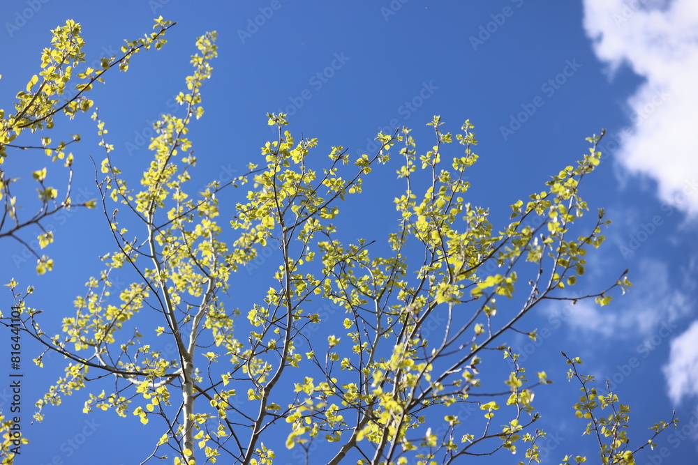 yellow young leaves of trees against blue sky yellow young leaves of trees against blue sky