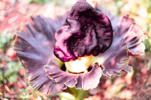 close up of purple flowers of Amorphophallus paeoniifolius, elephant foot yam or whitespot giant arum, Konjac, Stanleya water-tub, taken top view. photo