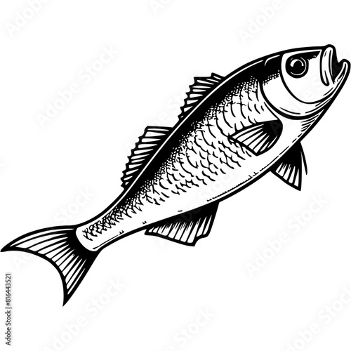 Trophy salmon fisherman catch in monochrome. Large sea fish. Simple minimalistic vector in black ink drawing on transparent background