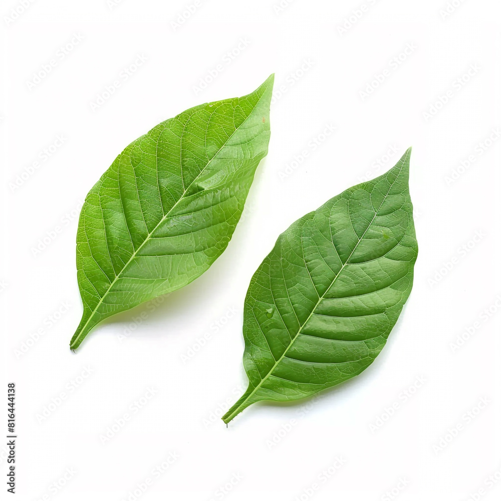 Fototapeta premium two leaves on the white background.