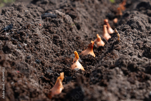 Planting onions of onions in the ground. The process of sowing onion seeds in open ground, soil