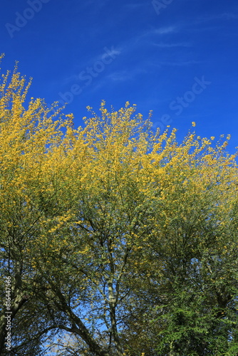Blossoming with yellow flowers crown of desert native Fabaceae Parkinsonia Microphyllum also known as Palo Verde during warm Arizona spring in Arizona; copy space